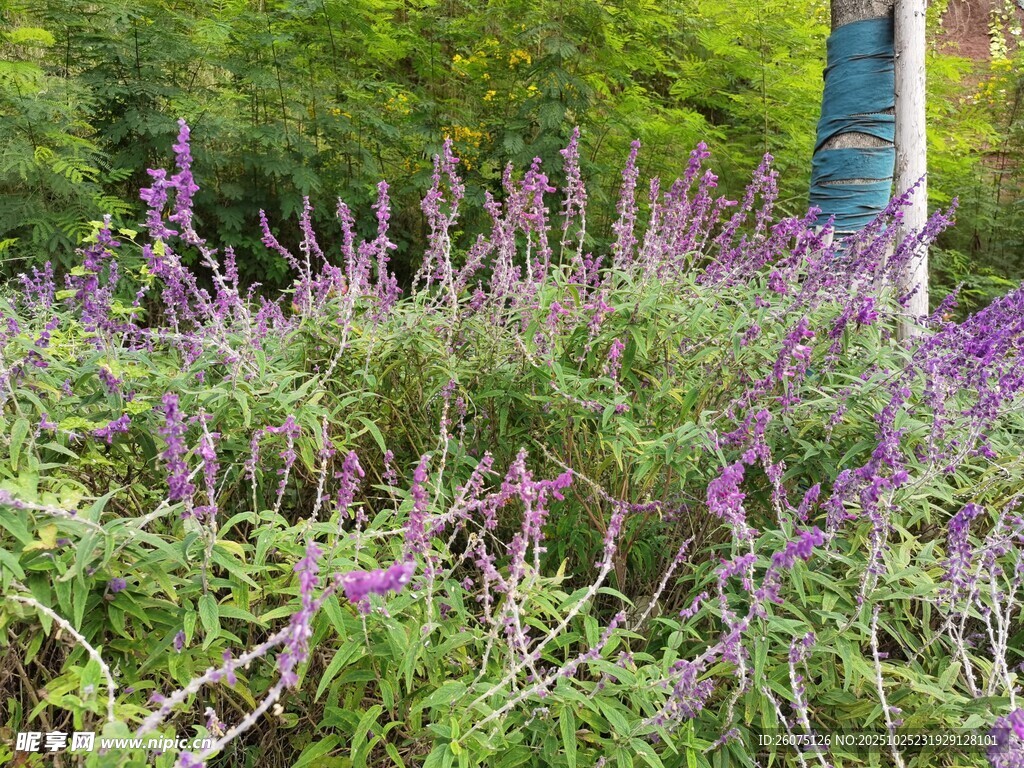 紫色花丛中的自然景致
