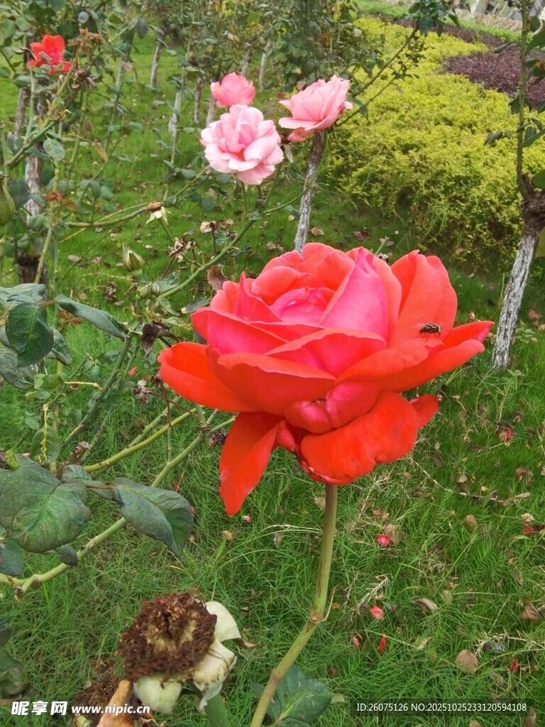 娇艳红玫瑰绽放于花园