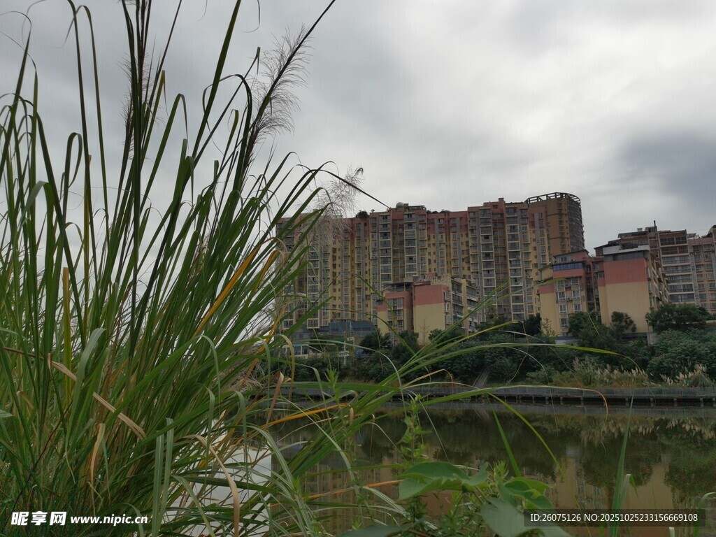 湖畔草木映衬远处建筑群