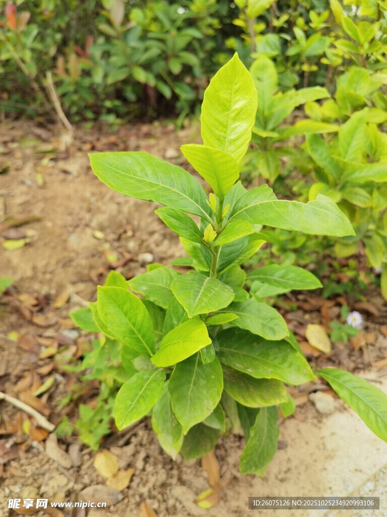 嫩绿植物生机盎然