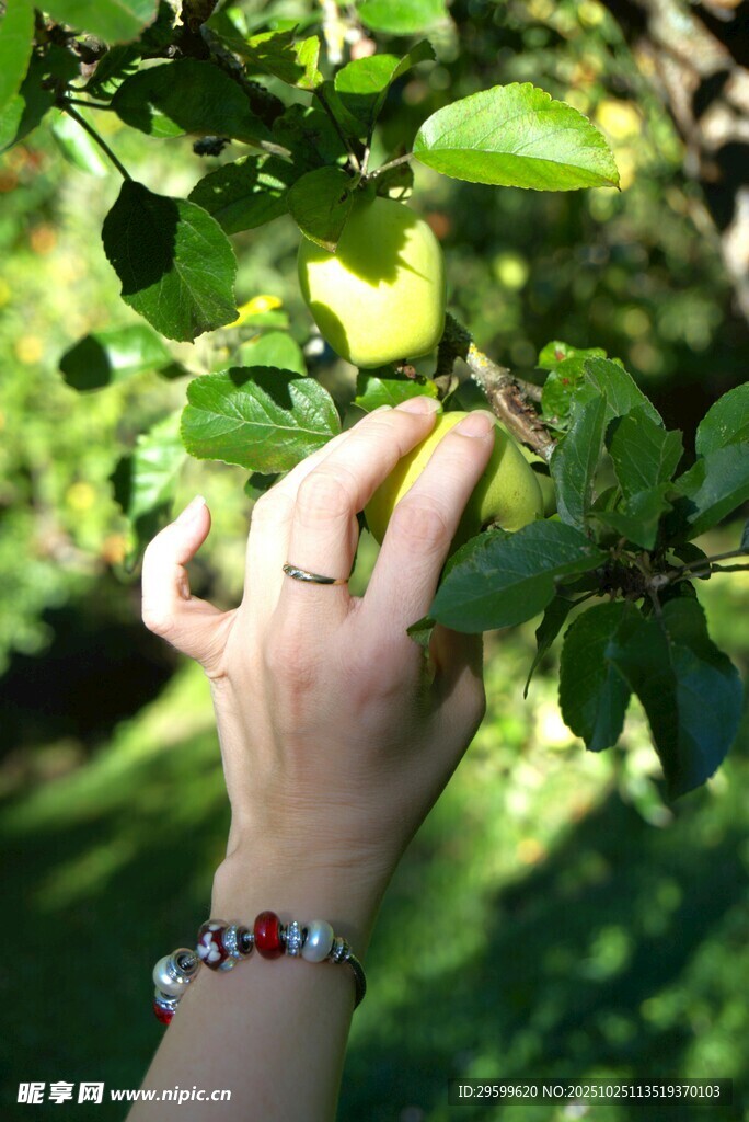 手摘绿叶间果实