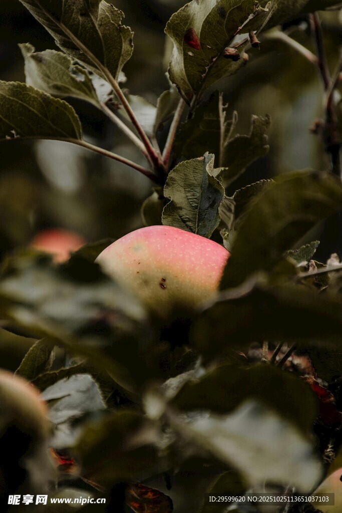 枝头粉嫩苹果隐于绿叶间
