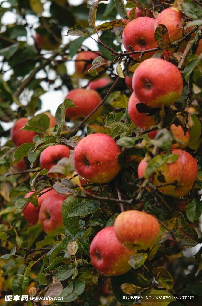 枝头硕果累累的红苹果