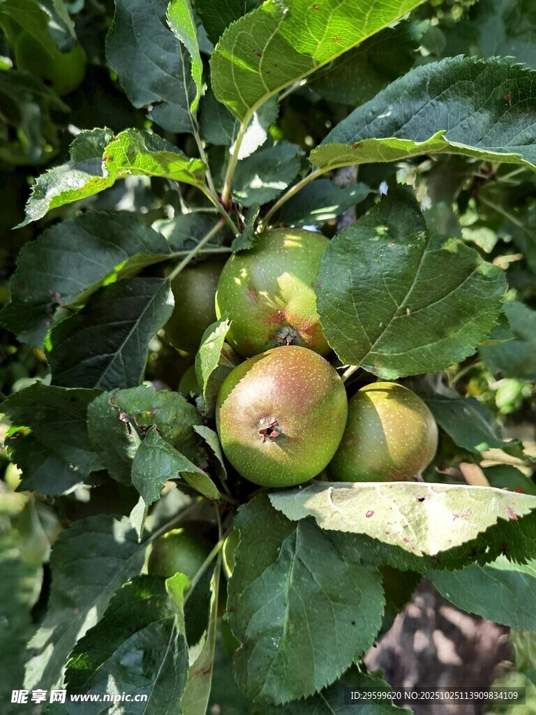 枝头青红相间的苹果