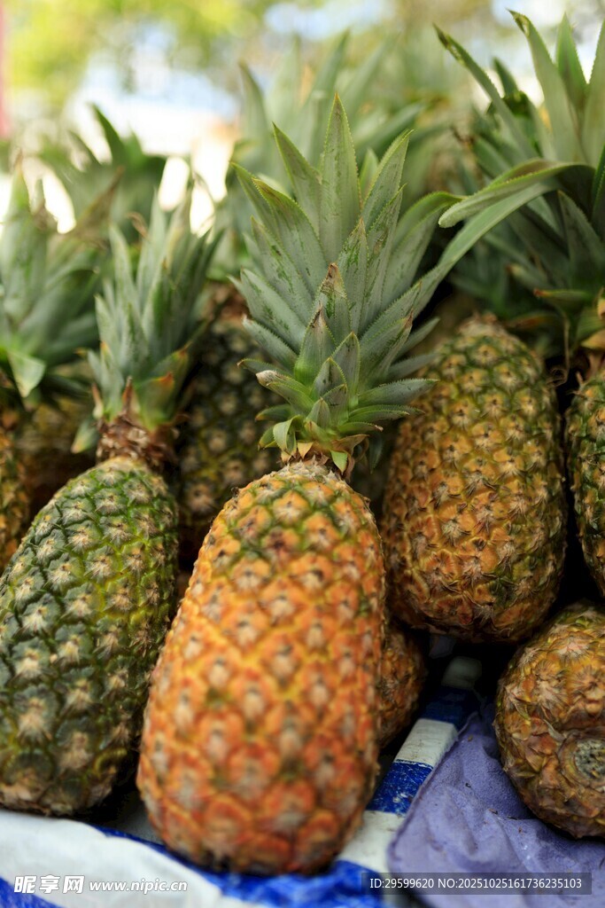 新鲜饱满的菠萝堆叠