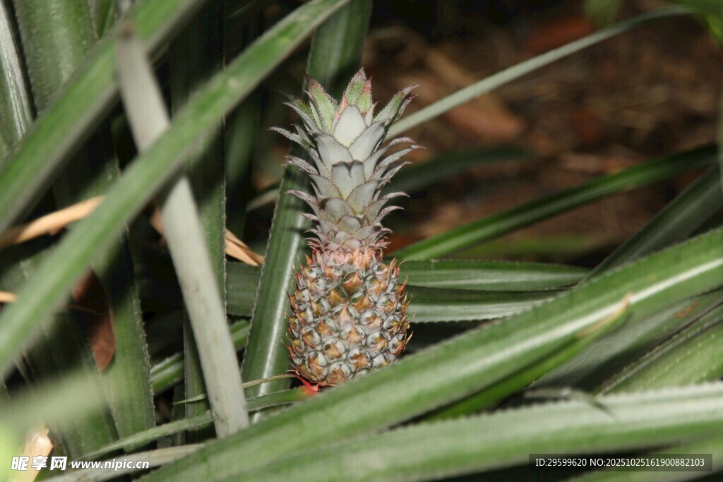 菠萝植株中的小菠萝