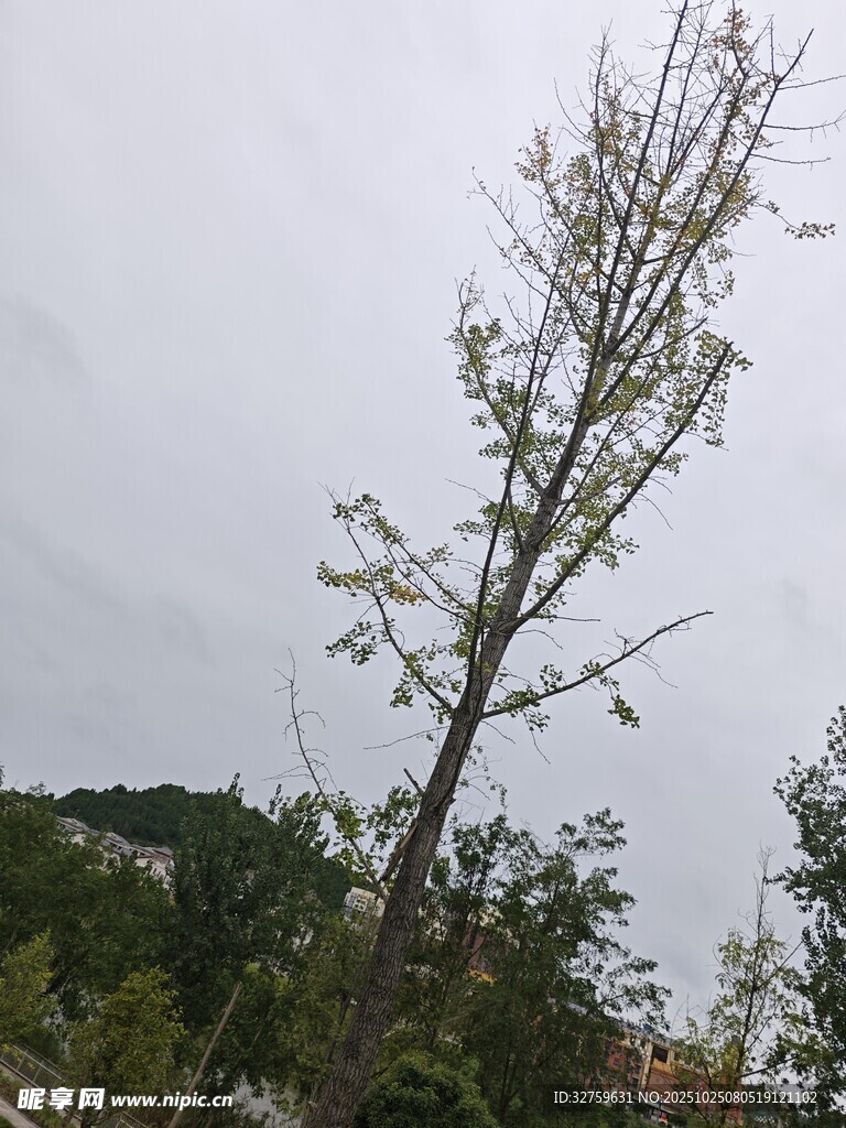 孤树立于阴天环境中