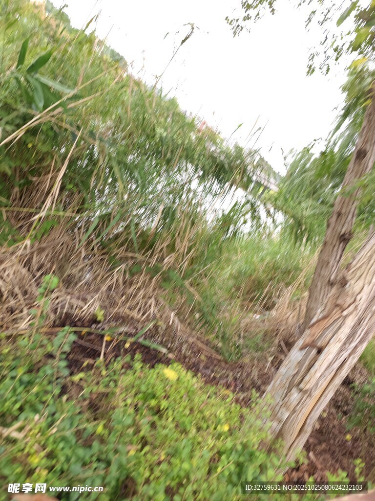 野外繁茂植被与枯木景象