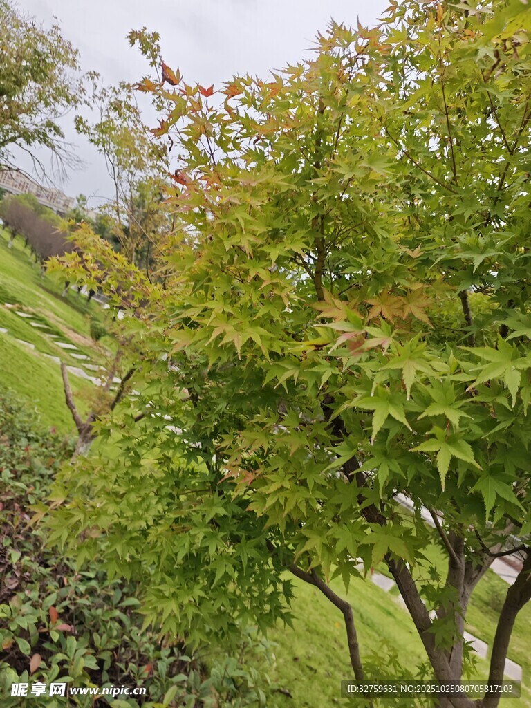 山间翠绿树木景观