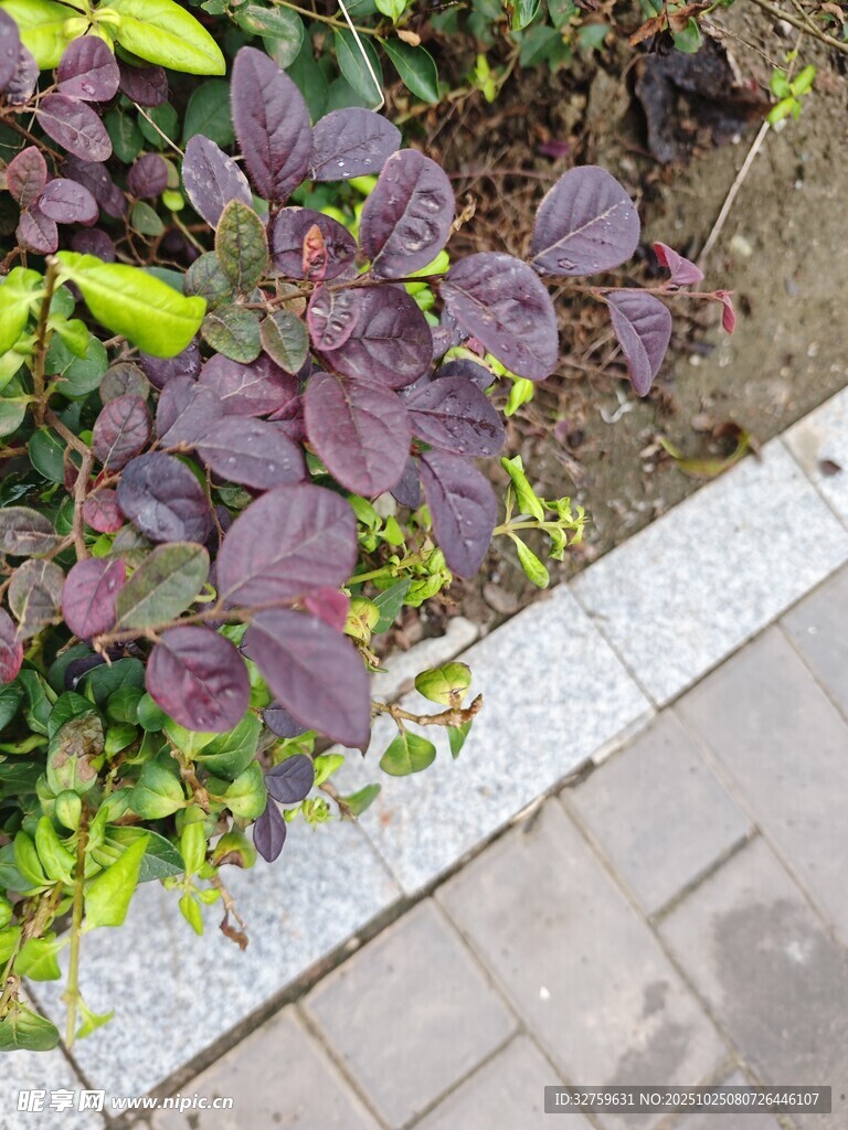 路边多彩植物景观