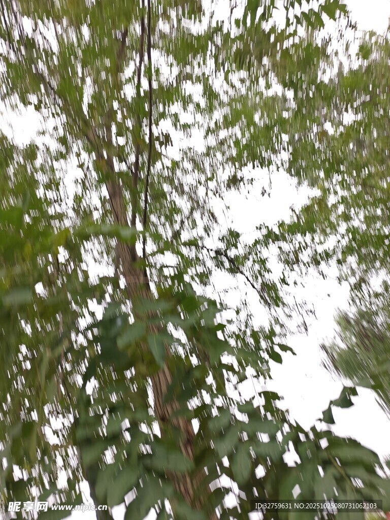 绿叶繁茂的树木