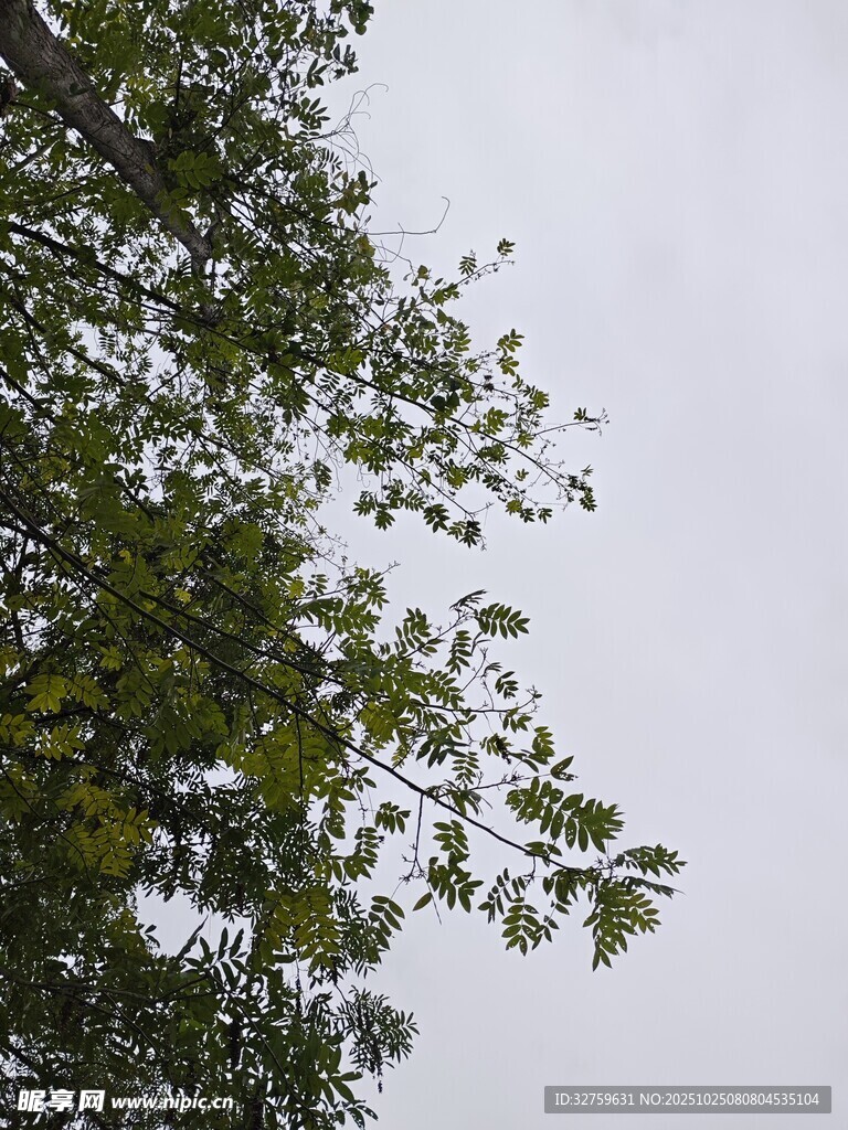 枝头绿叶映灰白天空