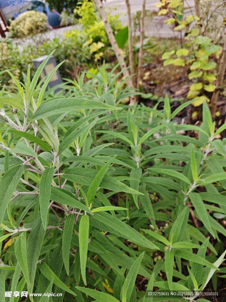 绿叶繁茂的清新植物景观