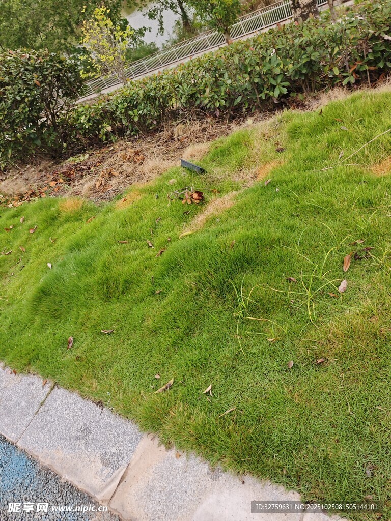 路边翠绿草地生机盎然