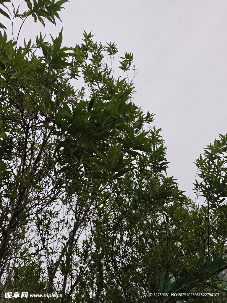 仰视茂密绿树树冠