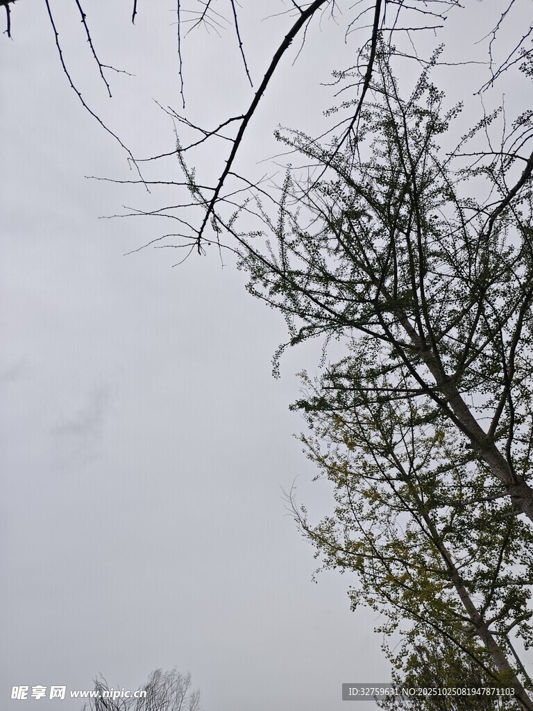 光秃树枝与朦胧天空