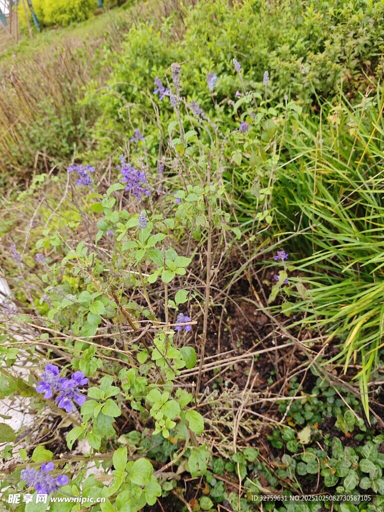 野外紫色小花与绿植景观