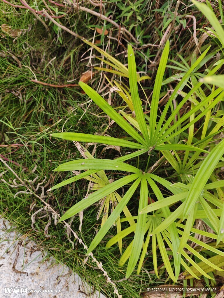 翠绿竹叶植物近景