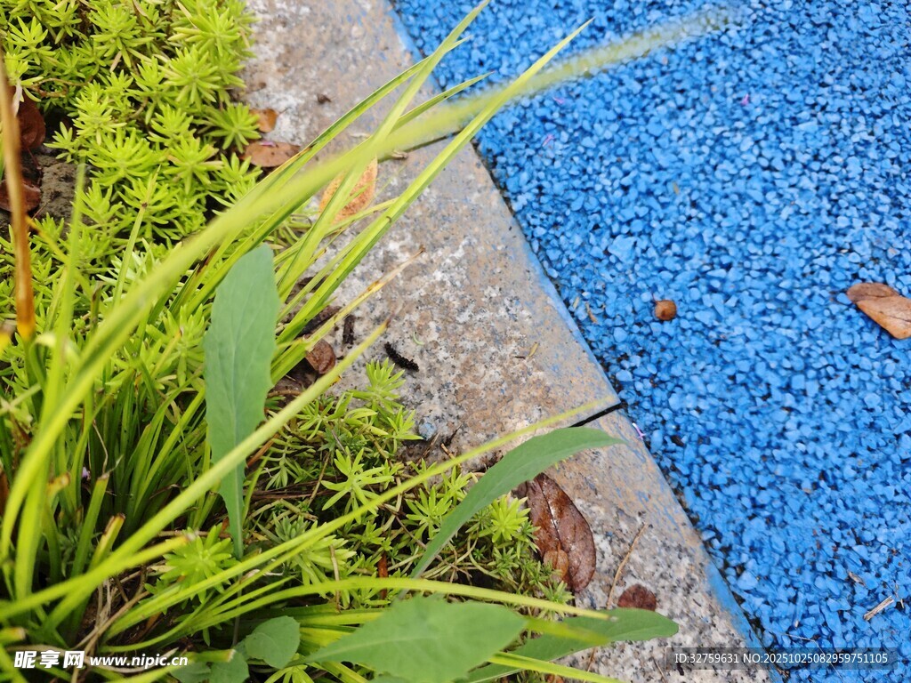 蓝径旁的翠绿植物