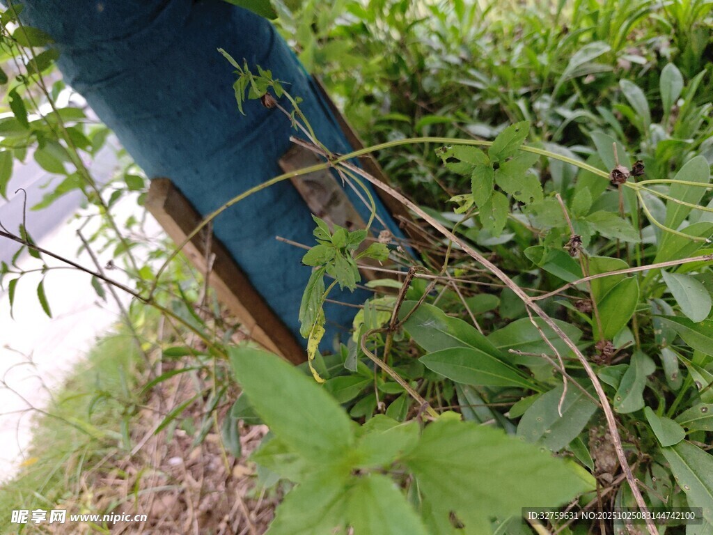 蓝色物体旁的繁茂绿色植物