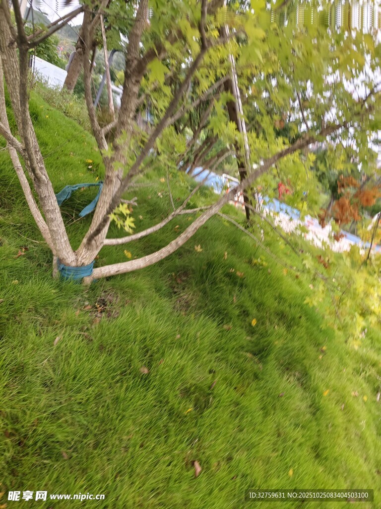 绿意盎然的草地与树木景观