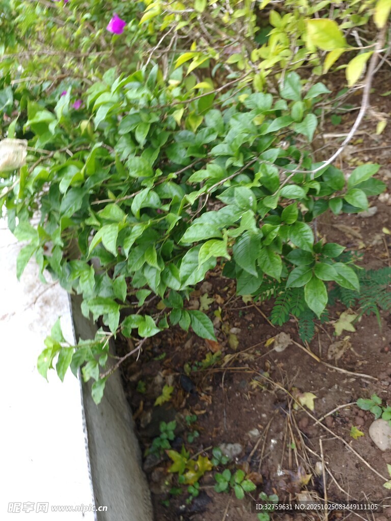 绿叶植物生长于花坛边