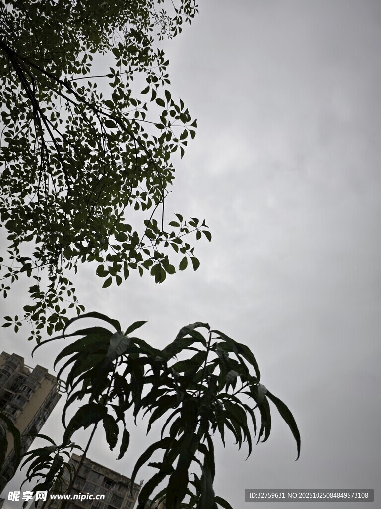 阴天中的绿植与枝叶