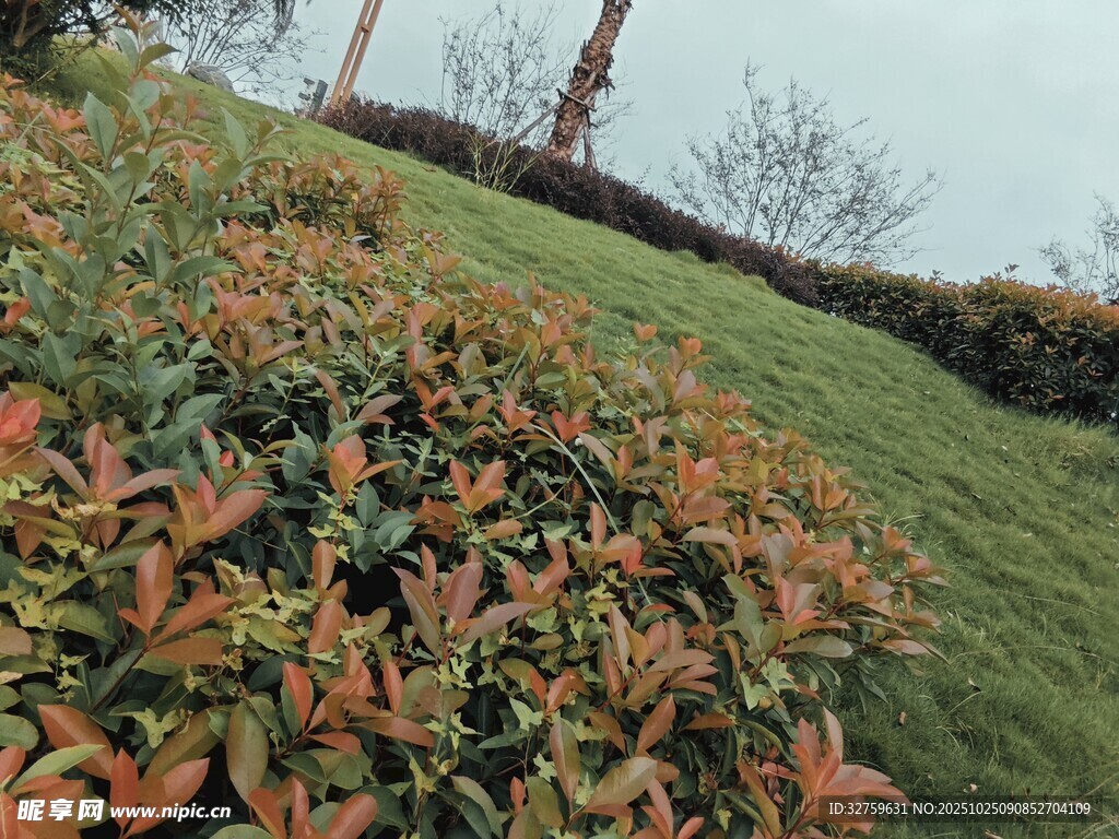 秋日多彩灌木与草地景观