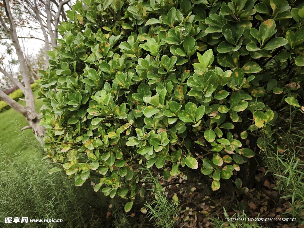 翠绿繁茂的灌木丛