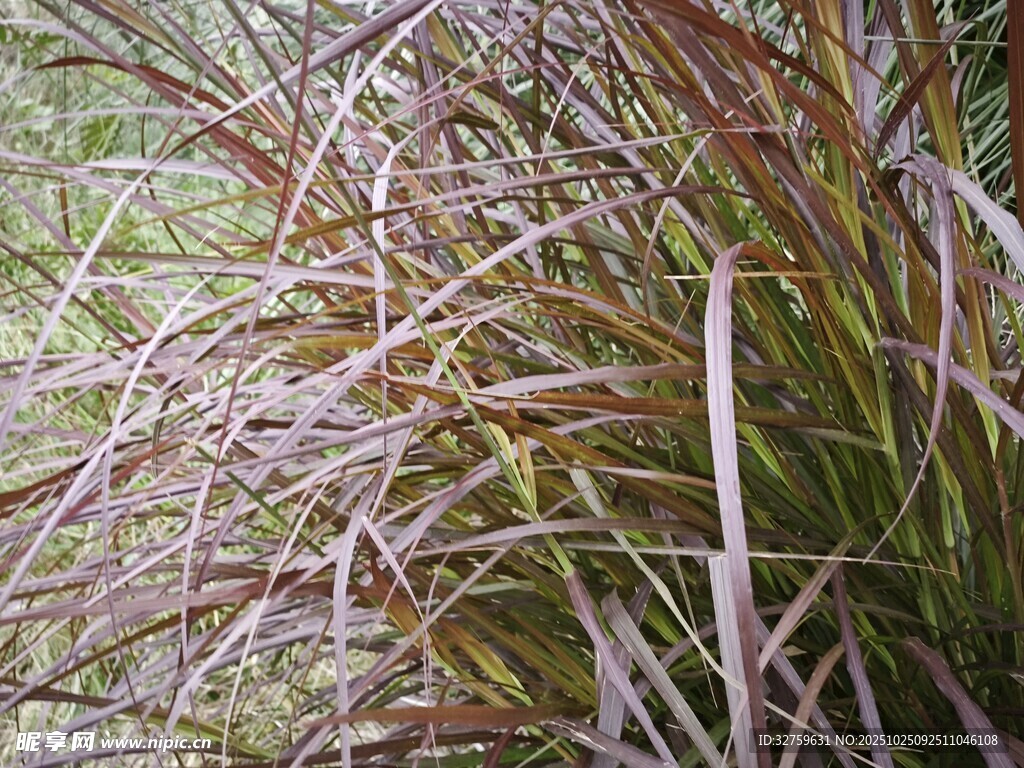 紫色系观赏草特写