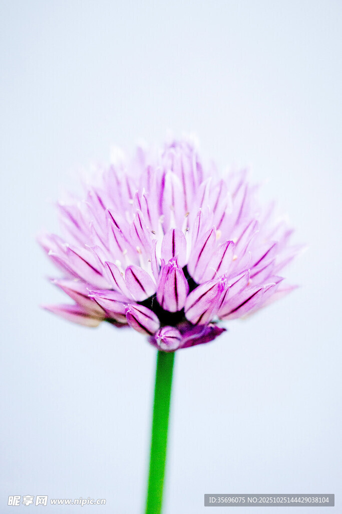 紫色葱属花卉特写