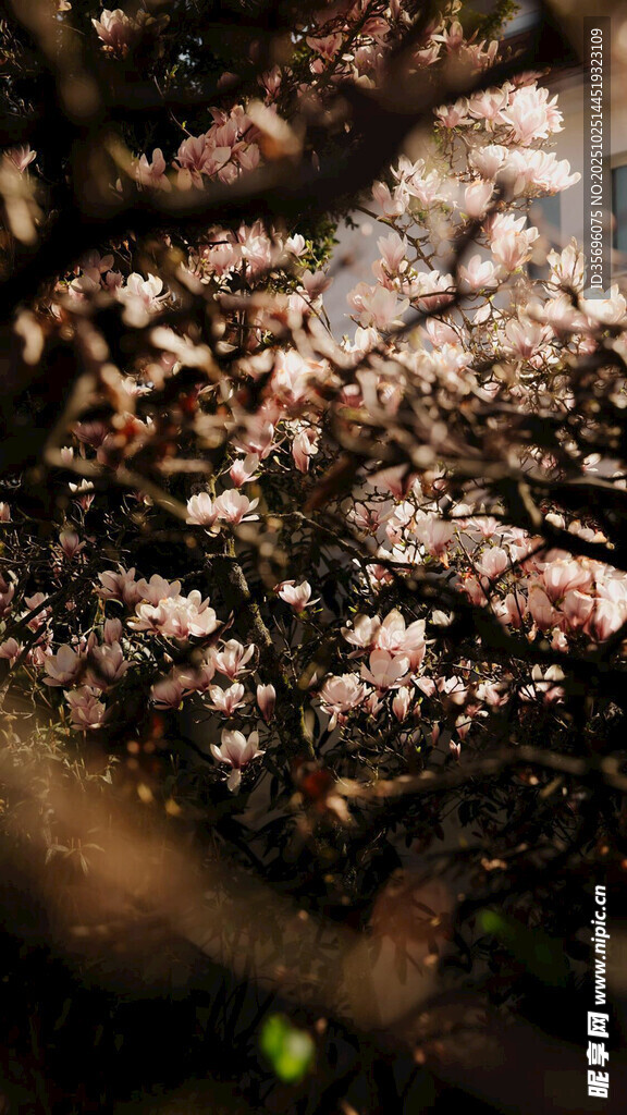 微观世界的神秘苔藓景观