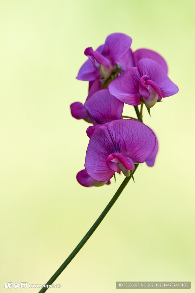 紫色娇俏花朵特写