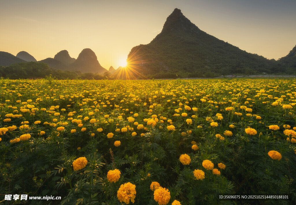 夕阳下的金黄花海与远山