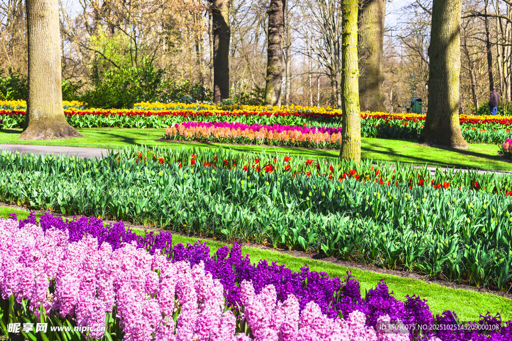 春日缤纷花卉花园美景