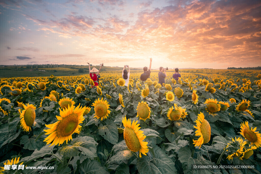 夕阳下的向日葵花海漫步