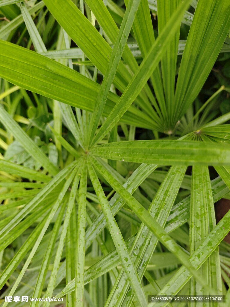 翠绿舒展的羽状叶片