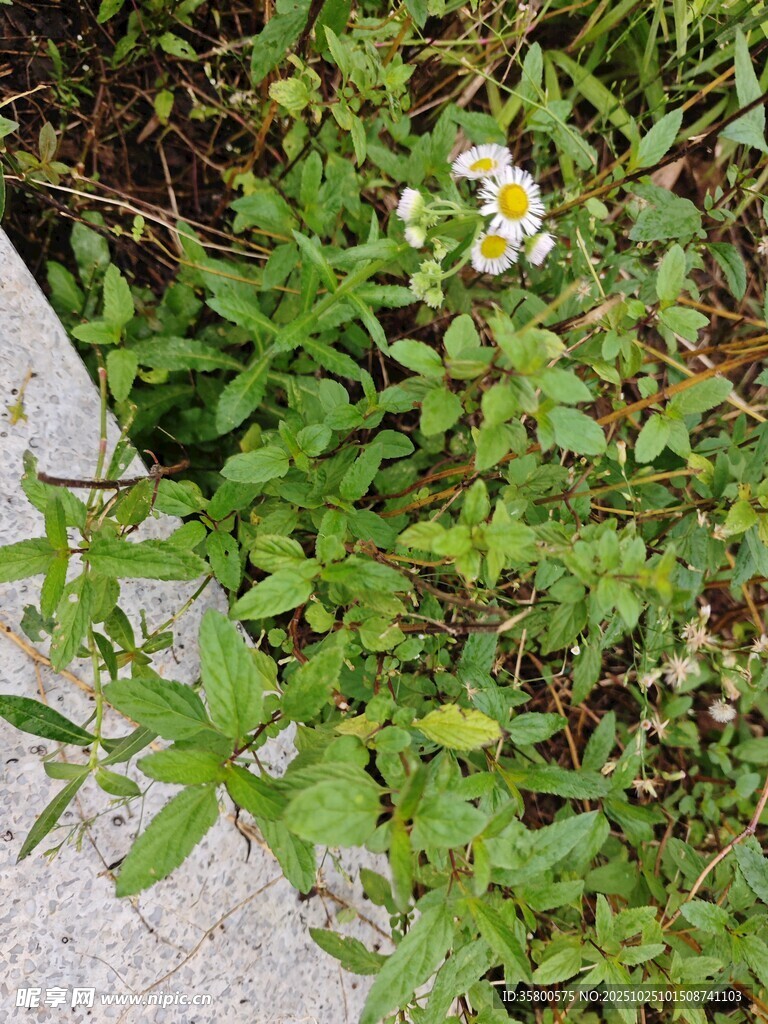 路边绽放的清新小雏菊