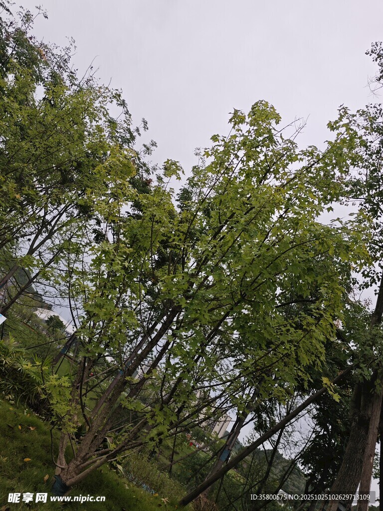 繁茂树林中的绿意景致