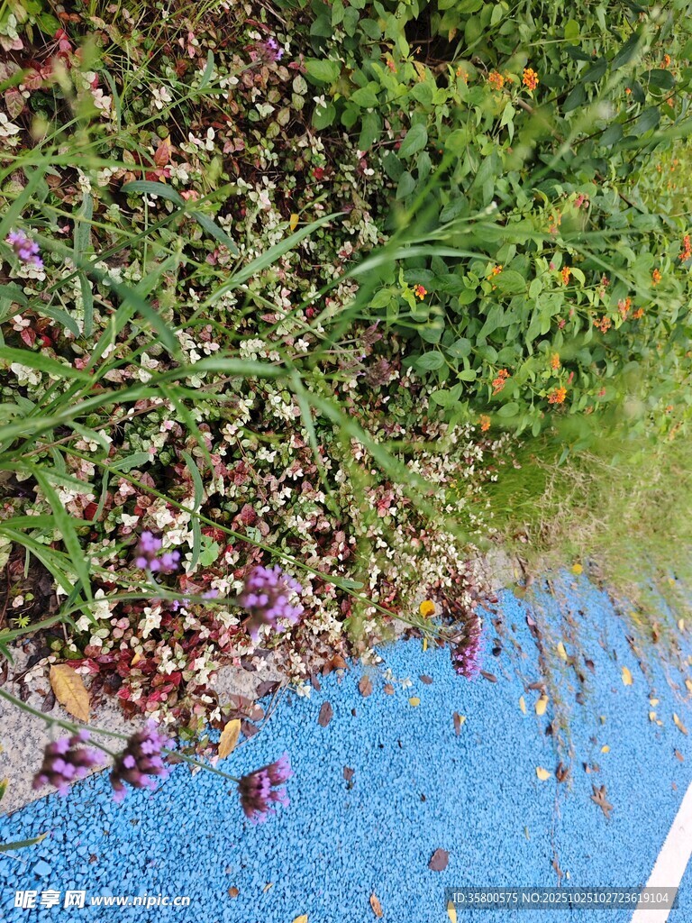 路边多彩植物与蓝色地面