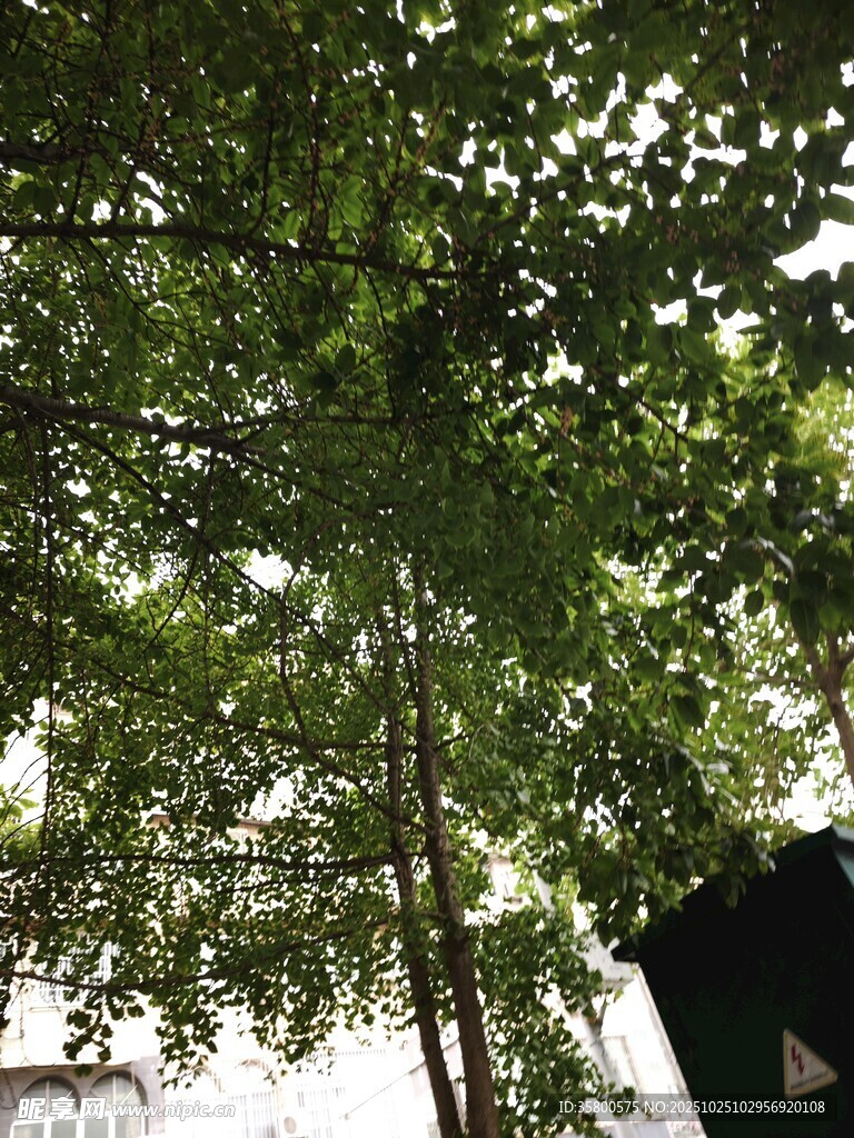 绿荫下的静谧景象