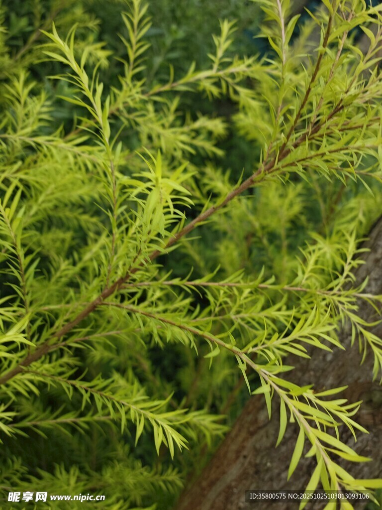 翠绿的枝叶特写