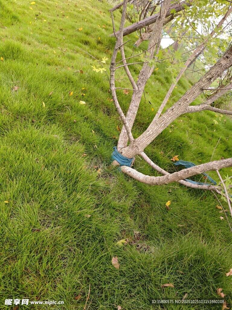 草地上的枯树枝