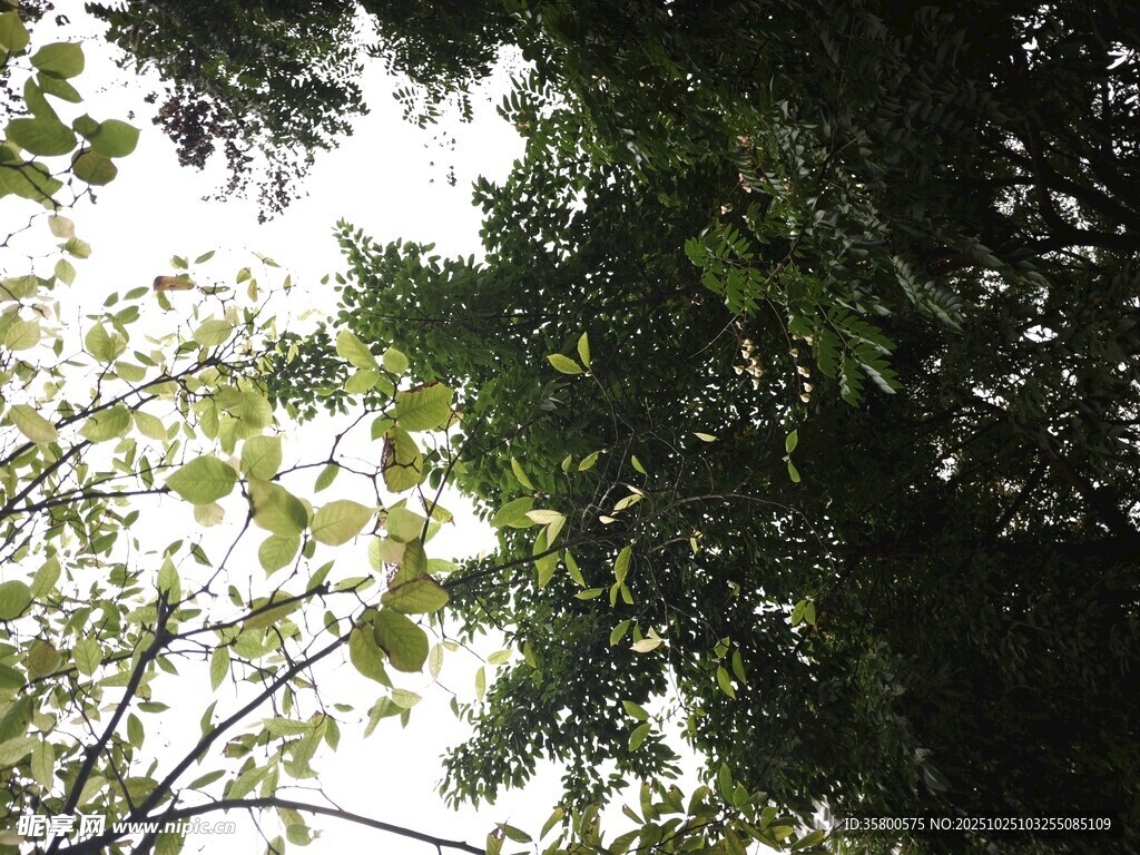 透过枝叶看天空