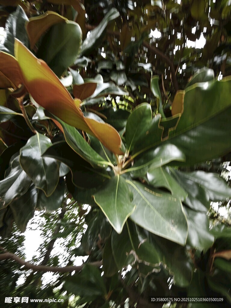 枝头绿叶与多彩叶片