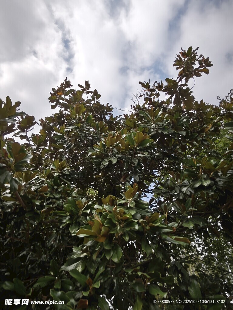 枝叶繁茂的绿树