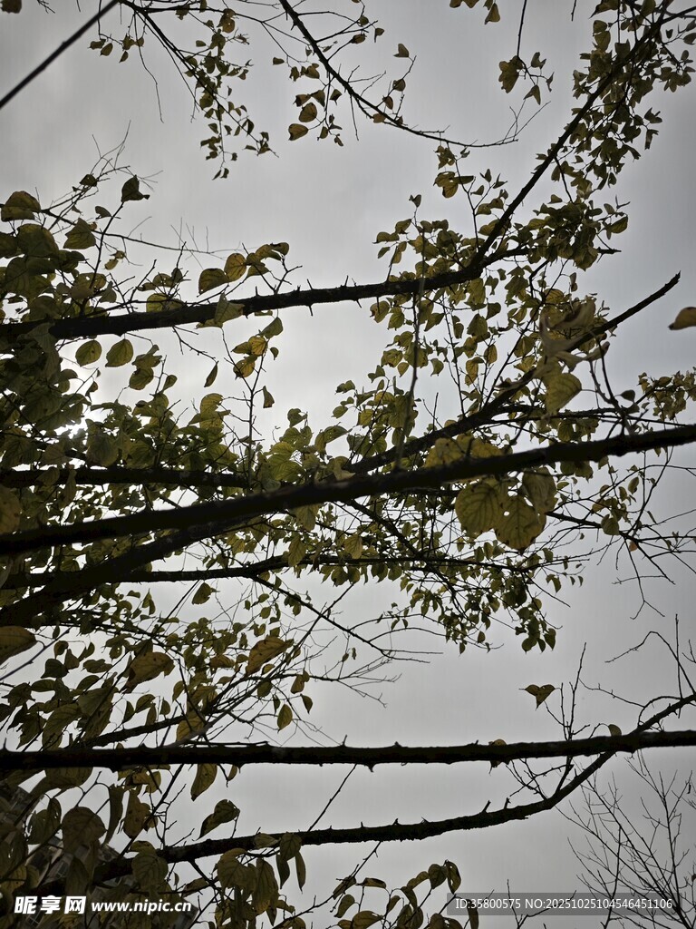 树枝间的天空与绿叶