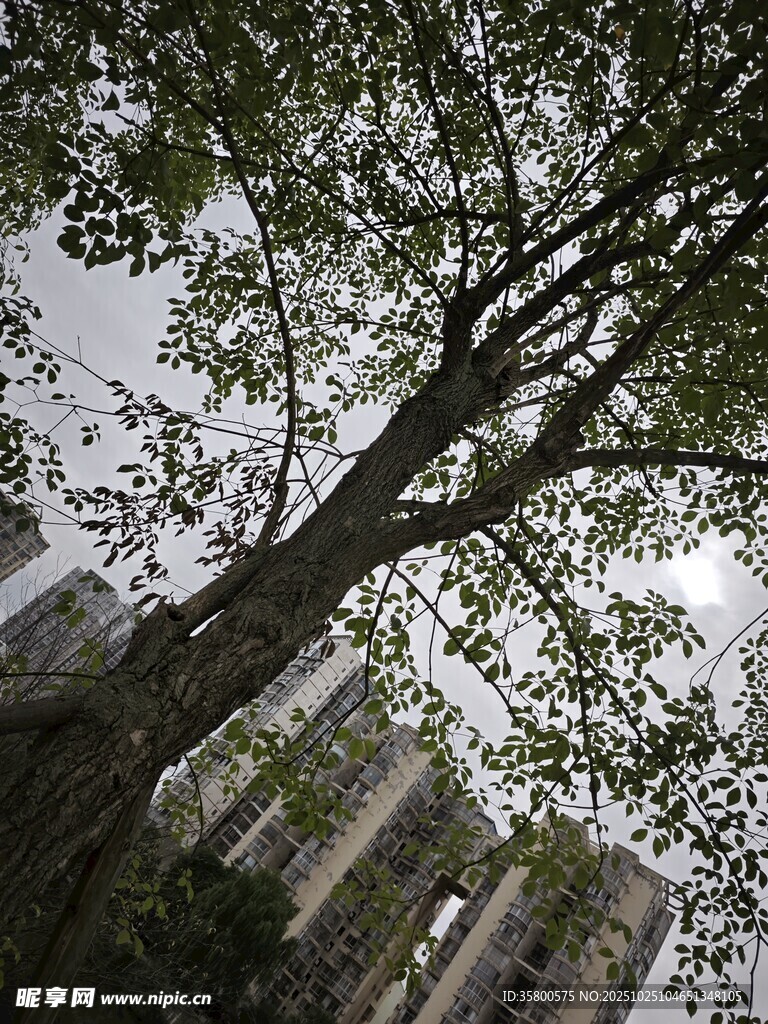 城市中高大繁茂的树木