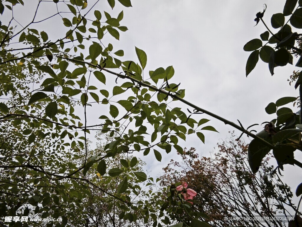 仰视枝叶繁茂的绿植景观