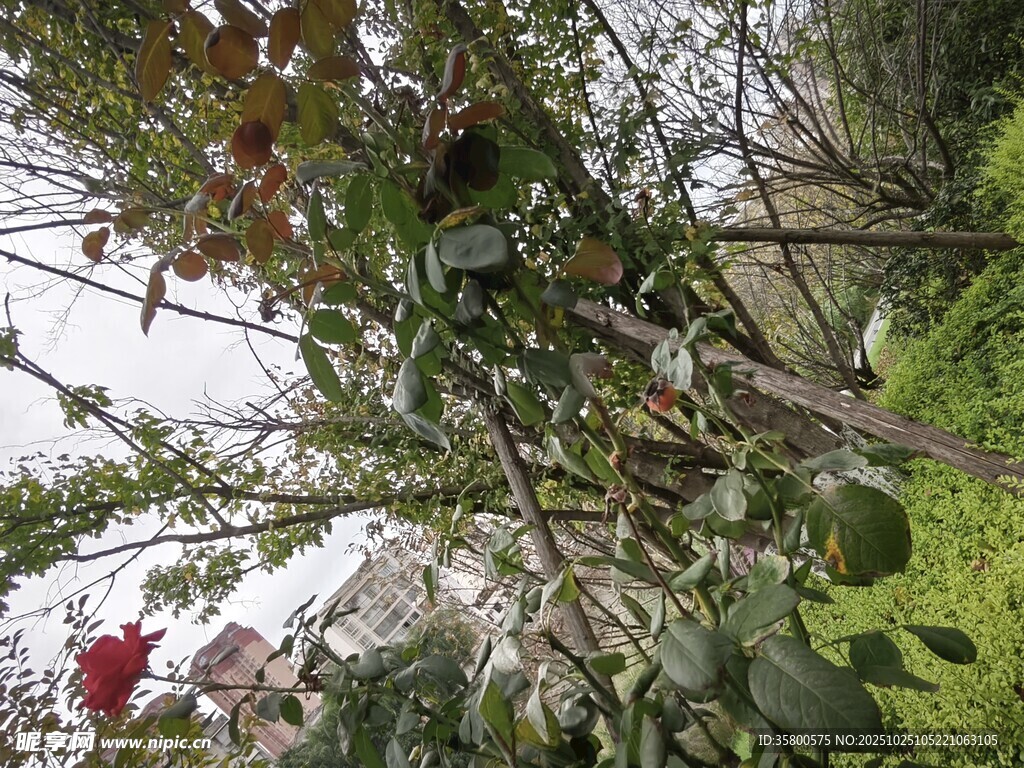 枝头绿叶间的一抹红